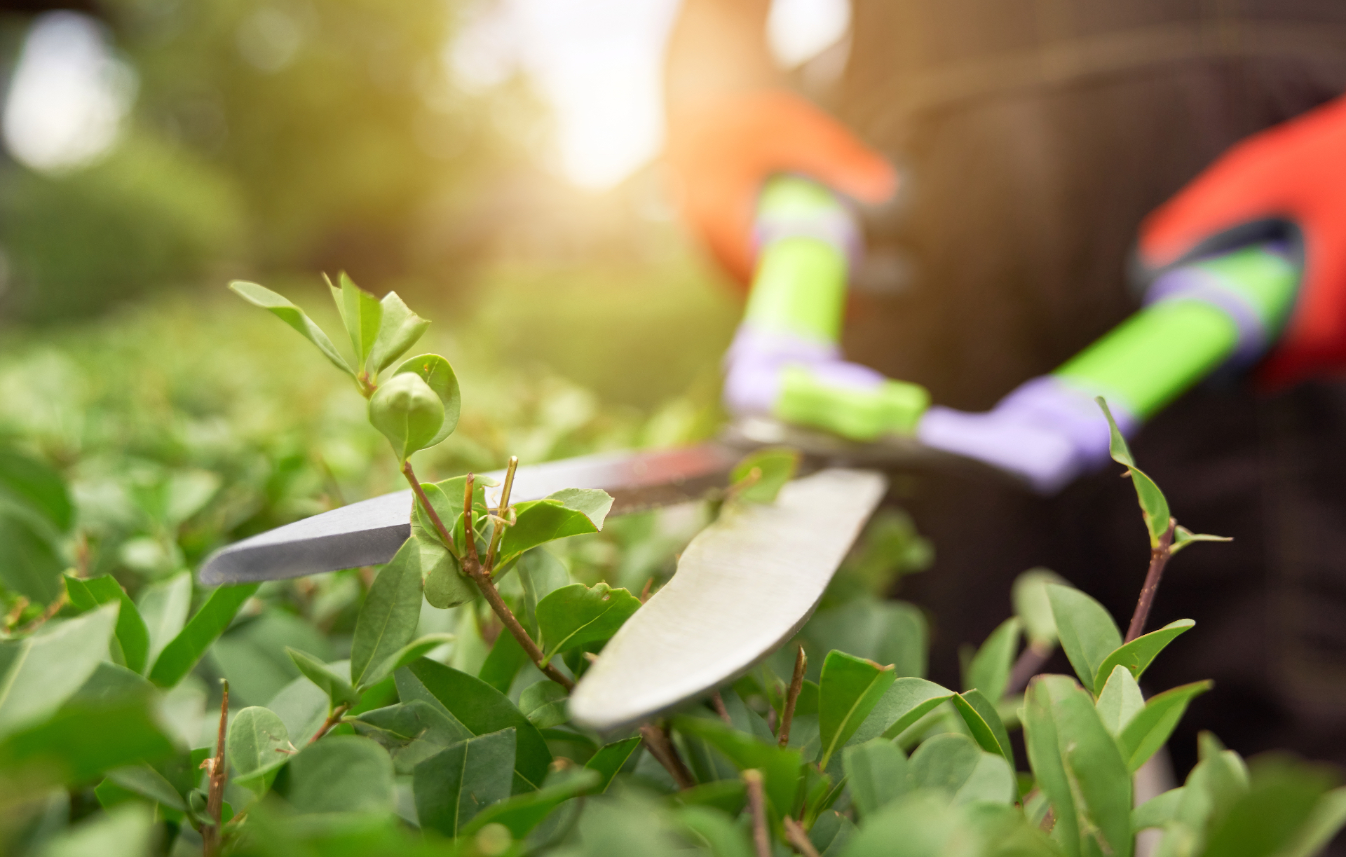 Travaux de jardinage